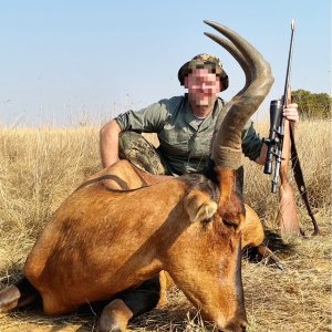 Red Hartebeest Hunt South Africa