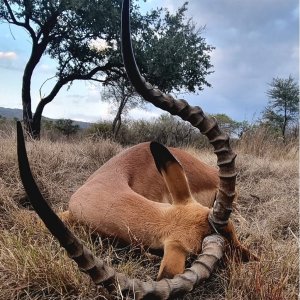 Impala Hunt South Africa