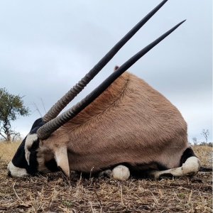 Gemsbok Hunt South Africa