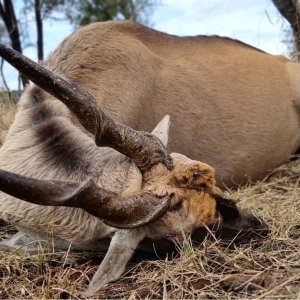 Eland Hunt South Africa