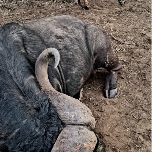 Buffalo Hunt South Africa