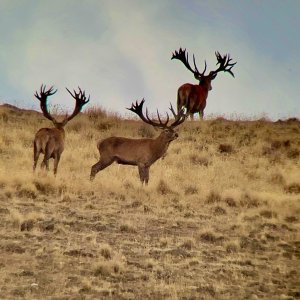 Giants on the mountain