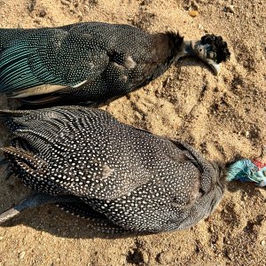 Guinea Fowl Hunt Coutada Mozambique