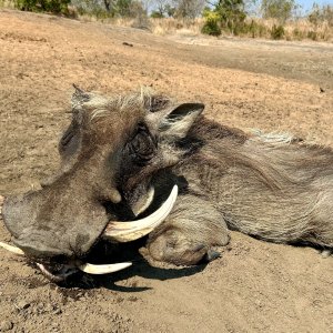 Warthog Hunt Coutada Mozambique