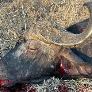 Buffalo Hunt Coutada Mozambique