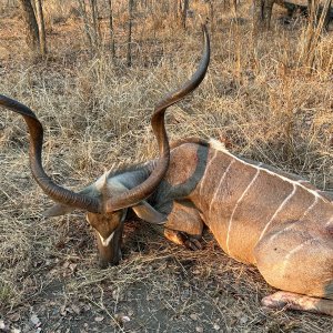 Kudu Hunt Coutada Mozambique