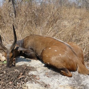 Bushbuck Hunt Coutada Mozambique