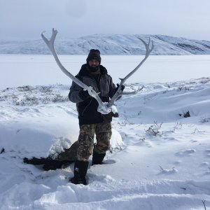 Caribou Head With Antlers Greenland