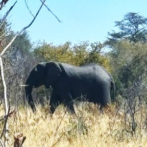 Elephant Namibia