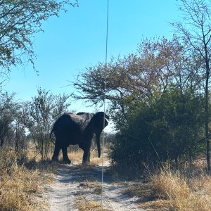 Elephant Namibia