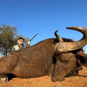 Buffalo Cow Hunt South Africa