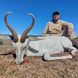 Three Legged Springbok Hunt Eastern Cape South Africa