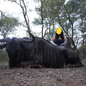 Blue Wildebeest Hunt South Africa