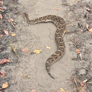 Puffadder Hunt Tanzania