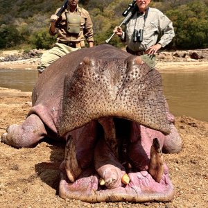 Hippo Hunt Zambia