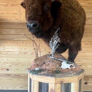 Bison Pedestal Mount Taxidermy