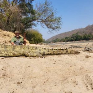 14 Feet Crocodile Hunt Zambia