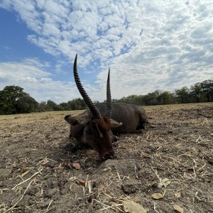 Zambia Waterbuck