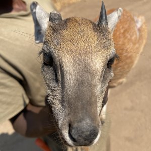 Zambia Sharpe’s Grysbok