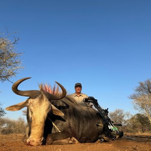 King Wildebeest Bow Hunt South Africa