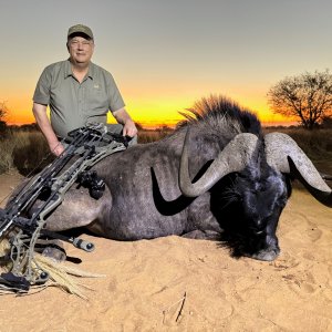 Black Wildebeest Bow Hunt South Africa