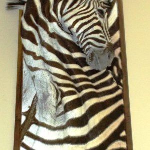 Zebra 3D Wall Mount Taxidermy