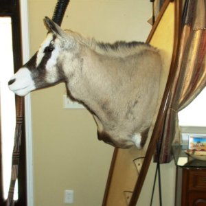 Gemsbok African Shield Pedestal Mount Taxidermy