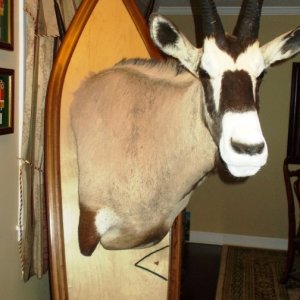 Gemsbok African Shield Pedestal Mount Taxidermy