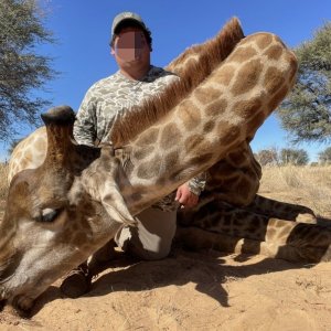 Giraffe Hunt Kalahari South Africa