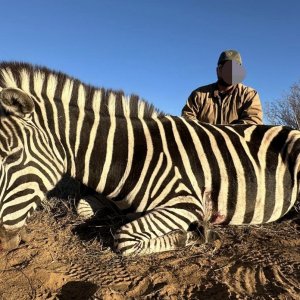 Zebra Hunt Kalahari South Africa