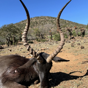 Black Impala Hunt Eastern Cape South Africa