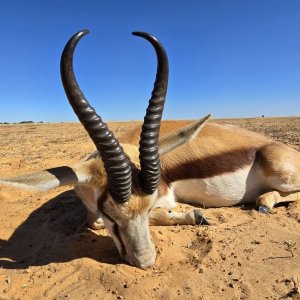 Springbok Hunt South Africa