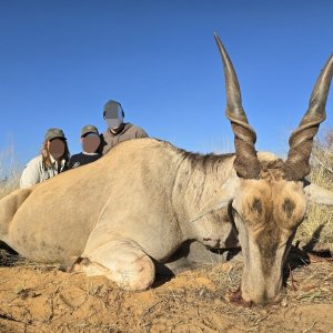 Eland Hunt South Africa