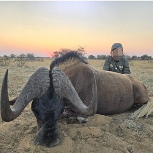 Black Wildebeest Hunt South Africa