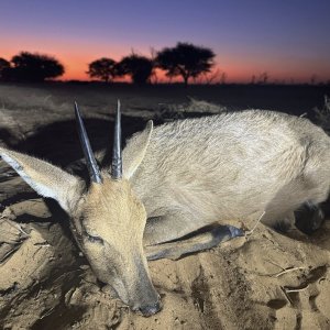 Duiker Hunt South Africa