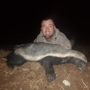 Honey Badger Hunt South Africa