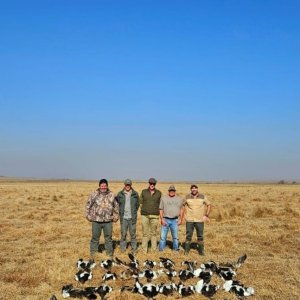 Wild waterfowl shooting South Africa