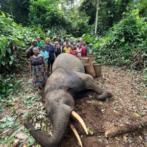 Cameroon Forest Elephant Hunt