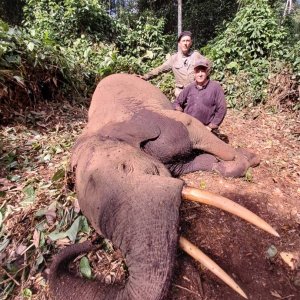 Cameroon Forest Elephant Hunt