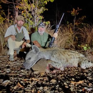 Spotted Hyena Hunt Zambia