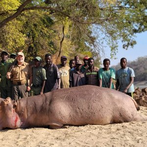 Hippo Hunt Zambia