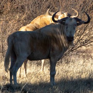 White Wildebeest North West Province South Africa