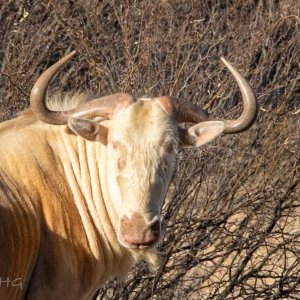 White Wildebeest North West Province South Africa