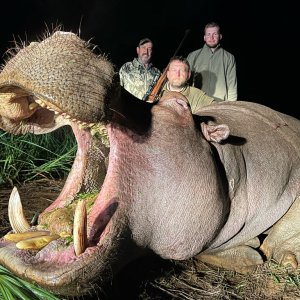 Hippo Hunt South Africa