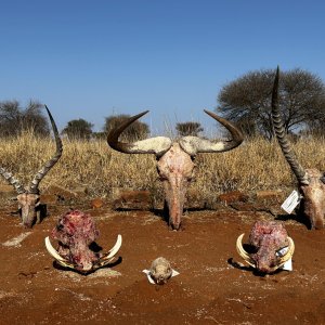 Trophy Hunting South Africa