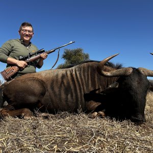 Blue Wildebeest Hunting South Africa