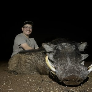 Warthog Hunting South Africa