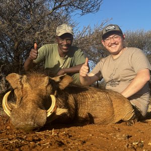 Warthog Hunting South Africa