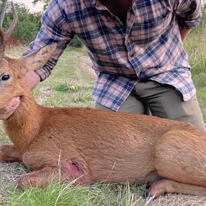 Roe Deer Hunt United Kingdom