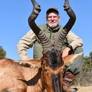 178cm Red Hartebeest Hunt South Africa